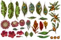 Vector set of hand drawn colored banana palm leaves, hibiscus, solanum, bromeliad, peacock feathers, protea