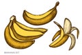 Vector set of hand drawn colored bananas Royalty Free Stock Photo