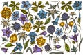 Vector set of hand drawn colored bellflower, edelweiss, globethistle, globeflower, meadow geranium, gentiana