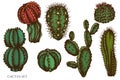 Vector set of hand drawn colored cactus