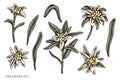 Vector set of hand drawn colored edelweiss