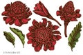 Vector set of hand drawn colored etlingera