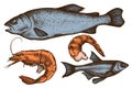 Vector set of hand drawn colored fish, shrimp