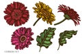 Vector set of hand drawn colored gerbera Royalty Free Stock Photo