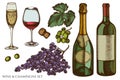 Vector set of hand drawn colored grapes, champagne, bottle of wine, glass of champagne, glass of wine Royalty Free Stock Photo