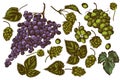 Vector set of hand drawn colored grapes, hop