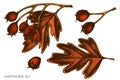 Vector set of hand drawn colored hawthorn