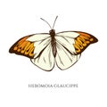 Vector set of hand drawn colored hebomoia glaucippe Royalty Free Stock Photo