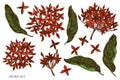 Vector set of hand drawn colored ixora