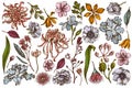 Vector set of hand drawn colored japanese chrysanthemum, blackberry lily, eucalyptus flower, anemone, iris japonica