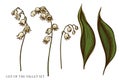 Vector set of hand drawn colored lily of the valley Royalty Free Stock Photo