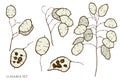 Vector set of hand drawn colored lunaria
