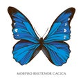 Vector set of hand drawn colored morpho rhetenor cacica Royalty Free Stock Photo