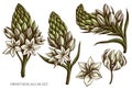 Vector set of hand drawn colored ornithogalum