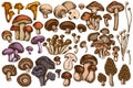 Vector set of hand drawn colored oyster mushroom, champignon, honey agaric, shiitake, porcini, morel mushroom Royalty Free Stock Photo