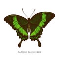 Vector set of hand drawn colored papilio palinurus