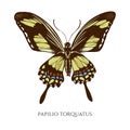 Vector set of hand drawn colored papilio torquatus