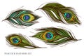 Vector set of hand drawn colored peacock feathers Royalty Free Stock Photo