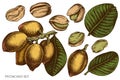 Vector set of hand drawn colored pistachio