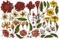 Vector set of hand drawn colored plumeria, allamanda, clerodendrum, champak, etlingera, ixora