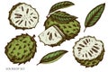 Vector set of hand drawn colored soursop Royalty Free Stock Photo