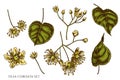 Vector set of hand drawn colored tilia cordata