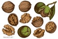 Vector set of hand drawn colored walnut Royalty Free Stock Photo
