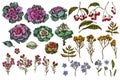 Vector set of hand drawn colored wax flower, forget me not flower, tansy, ardisia, brassica, decorative cabbage