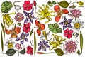 Vector set of hand drawn colored ylang-ylang, impatiens, daffodil, tigridia, lotus, aquilegia