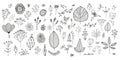 Vector set of hand drawn doodle flowers, wild floral sketch illustration, art nature set, plant cute elements, leaves Royalty Free Stock Photo