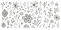 Vector set of hand drawn doodle flowers, wild floral sketch illustration, art nature set, plant cute elements, leaves Royalty Free Stock Photo