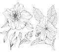 Vector set of hand drawn flowers and leaves