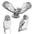 Vector set of hand-drawn illustrations with a large gray owl isolated on a white background. Sketches with a wild bird in the Royalty Free Stock Photo