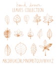 Vector set of hand drawn leaves