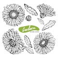 Vector set of hand drawn monochrome illustration of Gerber Daisy flowers in vintage style. Black and white flowers isolated on Royalty Free Stock Photo