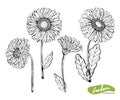 Vector set of hand drawn monochrome illustration of Gerber Daisy flowers in vintage style. Black and white flowers isolated on Royalty Free Stock Photo