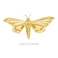 Vector set of hand drawn pastel ambulyx moth