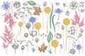 Vector set of hand drawn pastel astilbe, craspedia, blue eryngo, lagurus, cotton, gypsophila