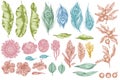 Vector set of hand drawn pastel banana palm leaves, hibiscus, solanum, bromeliad, peacock feathers, protea