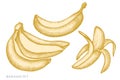 Vector set of hand drawn pastel bananas Royalty Free Stock Photo