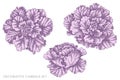 Vector set of hand drawn pastel decorative cabbage Royalty Free Stock Photo