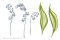 Vector set of hand drawn pastel lily of the valley Royalty Free Stock Photo