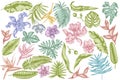 Vector set of hand drawn pastel monstera, banana palm leaves, strelitzia, heliconia, tropical palm leaves, orchid Royalty Free Stock Photo
