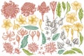 Vector set of hand drawn pastel plumeria, allamanda, clerodendrum, champak, etlingera, ixora