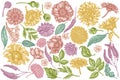 Vector set of hand drawn pastel poppy flower, gerbera, sunflower, milkweed, dahlia, veronica Royalty Free Stock Photo