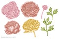 Vector set of hand drawn pastel ranunculus Royalty Free Stock Photo