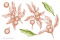 Vector set of hand drawn pastel solanum