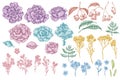 Vector set of hand drawn pastel wax flower, forget me not flower, tansy, ardisia, brassica, decorative cabbage