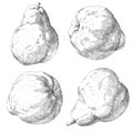 Vector set of hand drawn pear Royalty Free Stock Photo