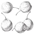 Vector set of hand drawn pear Royalty Free Stock Photo